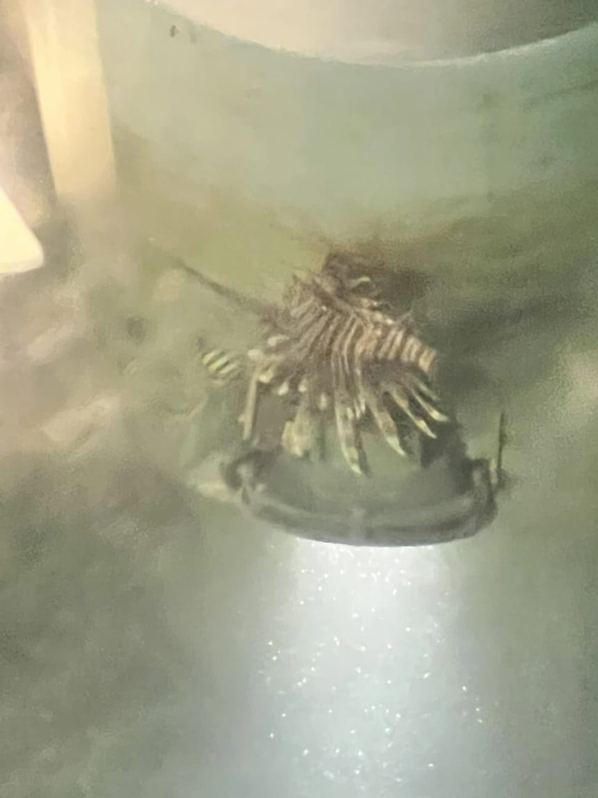 A scorpionfish resting on a submerged ledge, photographed at night through green-lit water below the villa. Its spread pectoral fins and mottled banding are visible, with the beam of an underwater light streaking the water beneath it.